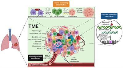 Organoids: new frontiers in tumor immune microenvironment research